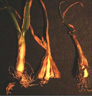 Soğan sak nematodunun zararı